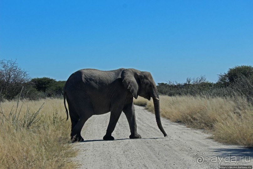 Слоны ушли на север