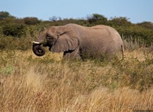 Слоны ушли на север