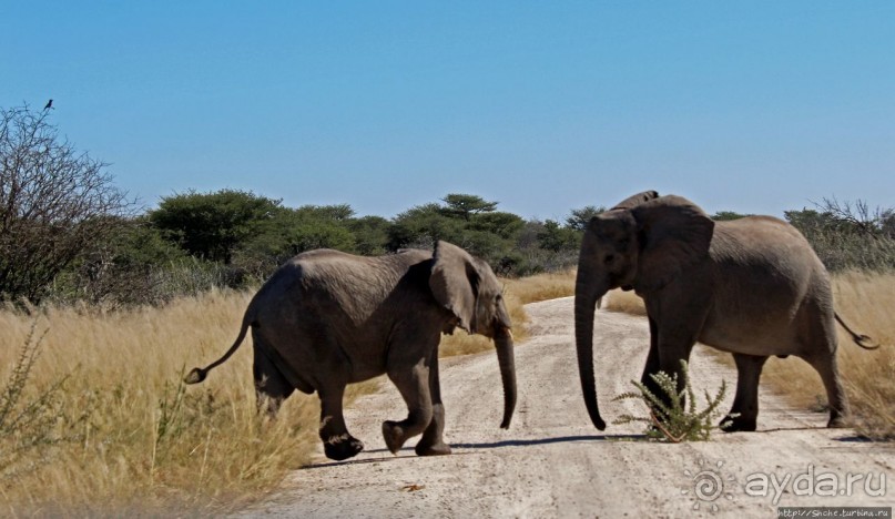 Слоны ушли на север
