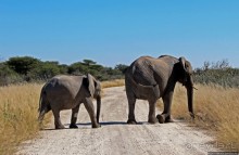 Слоны ушли на север