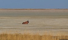 Слоны ушли на север