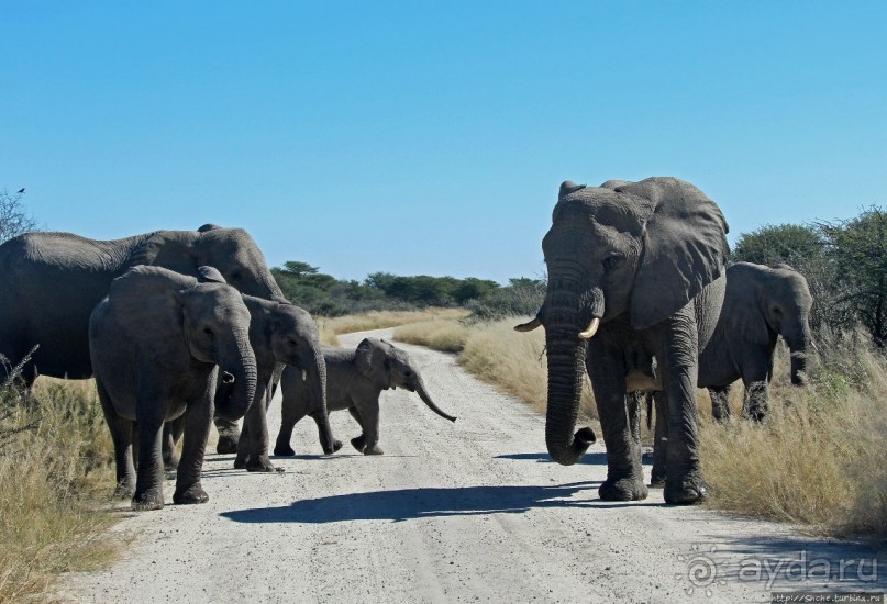 Альбом отзыва "Слоны ушли на север"