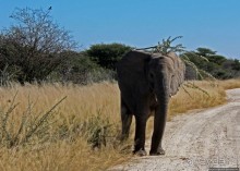 Слоны ушли на север
