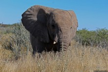 Слоны ушли на север