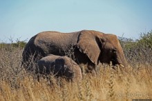 Слоны ушли на север