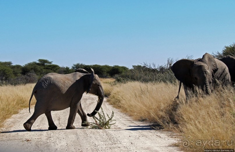 Слоны ушли на север