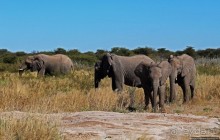 Слоны ушли на север