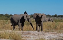 Слоны ушли на север