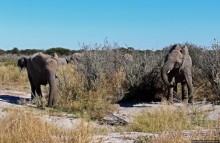 Слоны ушли на север