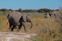 Слоны ушли на север