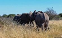 Слоны ушли на север