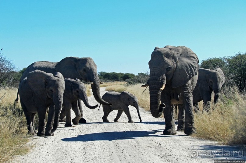 Слоны ушли на север
