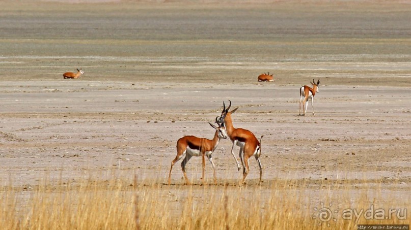 Слоны ушли на север
