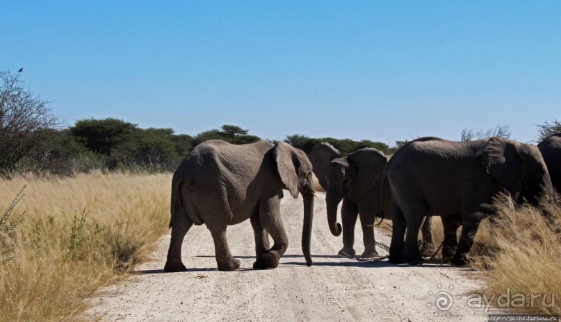 Альбом отзыва "Слоны ушли на север"