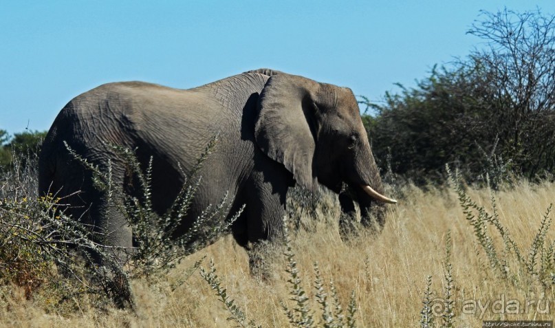 Альбом отзыва "Слоны ушли на север"