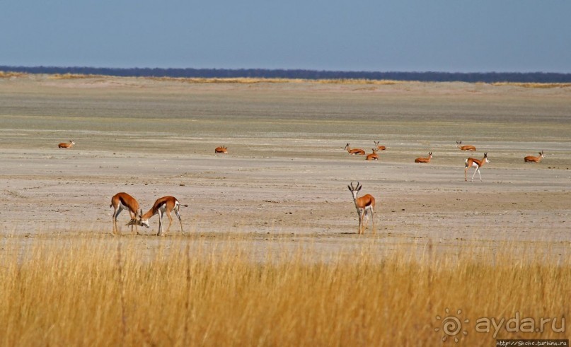 фото Национального Парка Этоша