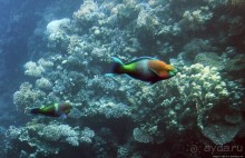 Хорошее подводное развлечение для детей и прабабушек