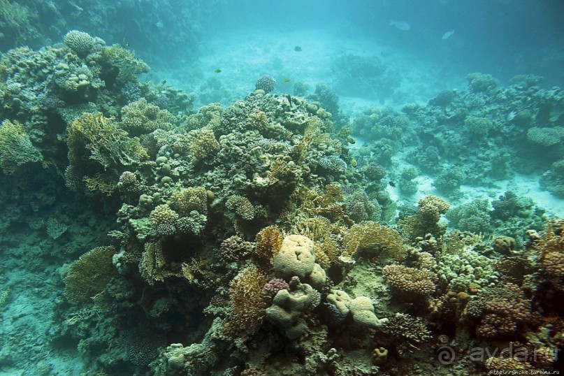 Хорошее подводное развлечение для детей и прабабушек