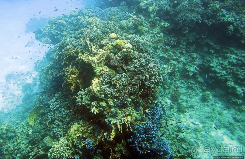 Хорошее подводное развлечение для детей и прабабушек