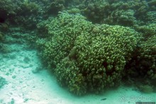 Хорошее подводное развлечение для детей и прабабушек