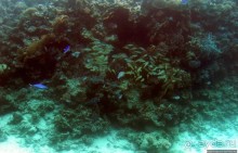 Хорошее подводное развлечение для детей и прабабушек