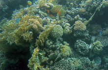 Хорошее подводное развлечение для детей и прабабушек