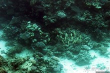 Хорошее подводное развлечение для детей и прабабушек