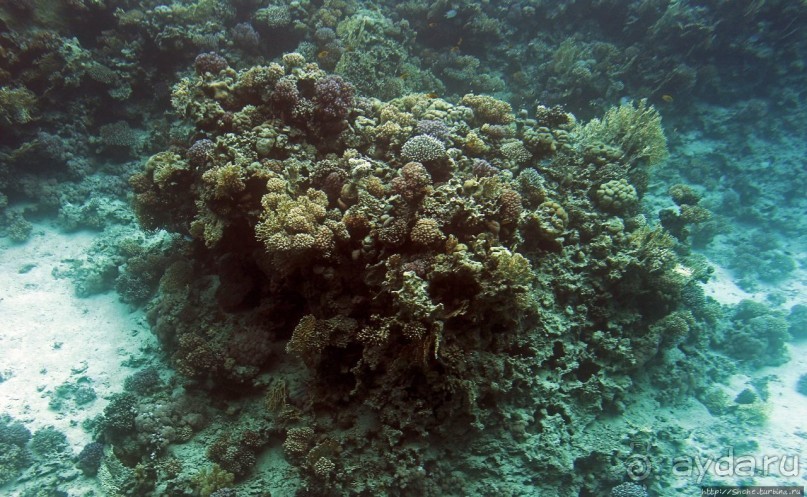 Хорошее подводное развлечение для детей и прабабушек