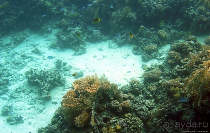 Хорошее подводное развлечение для детей и прабабушек