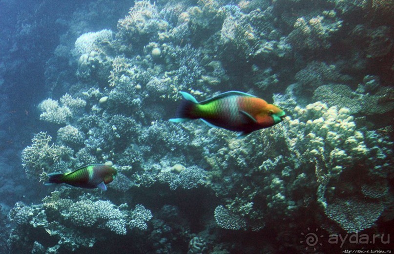 Хорошее подводное развлечение для детей и прабабушек Хорошее подводное развлечение для детей и прабабушек