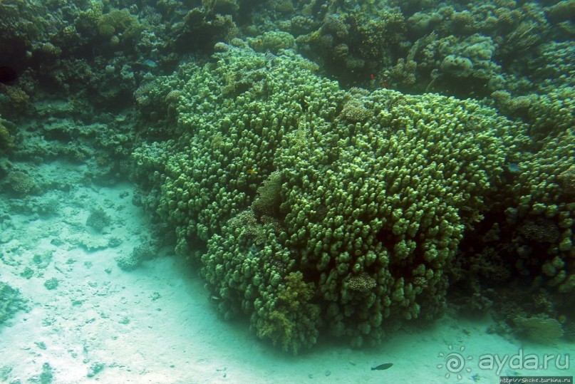 Хорошее подводное развлечение для детей и прабабушек Хорошее подводное развлечение для детей и прабабушек