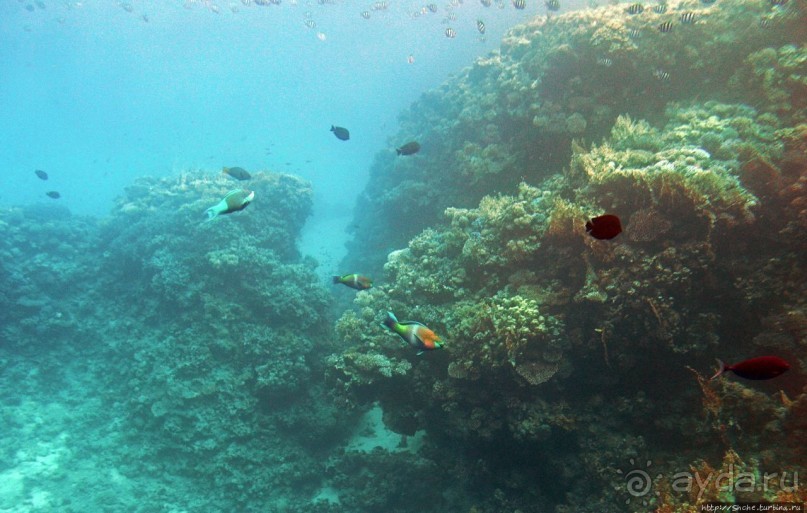 Хорошее подводное развлечение для детей и прабабушек Хорошее подводное развлечение для детей и прабабушек