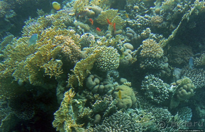 Хорошее подводное развлечение для детей и прабабушек Хорошее подводное развлечение для детей и прабабушек