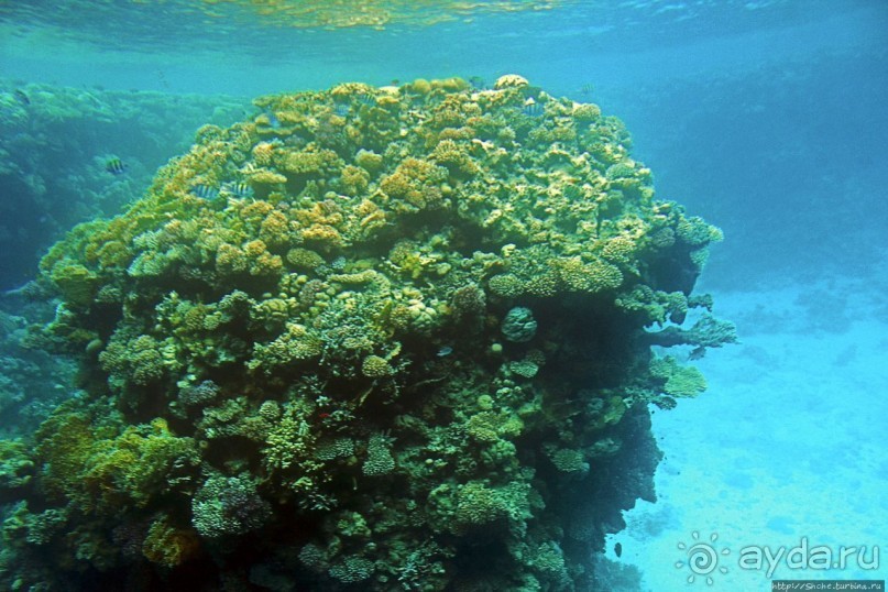 Хорошее подводное развлечение для детей и прабабушек Хорошее подводное развлечение для детей и прабабушек