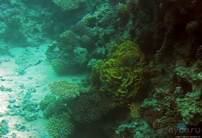 Хорошее подводное развлечение для детей и прабабушек Хорошее подводное развлечение для детей и прабабушек