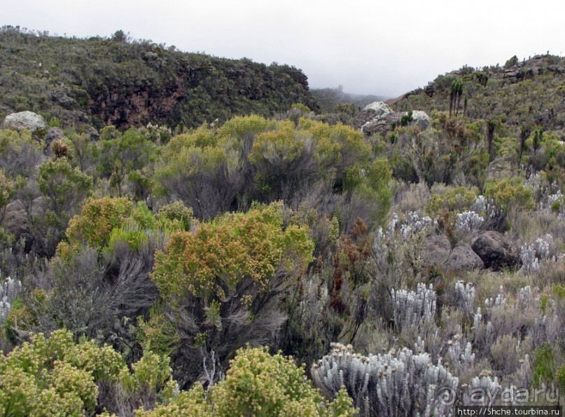 Знакомьтесь- Senesio kilimanjari. Природа Кили 2700-3720 м.