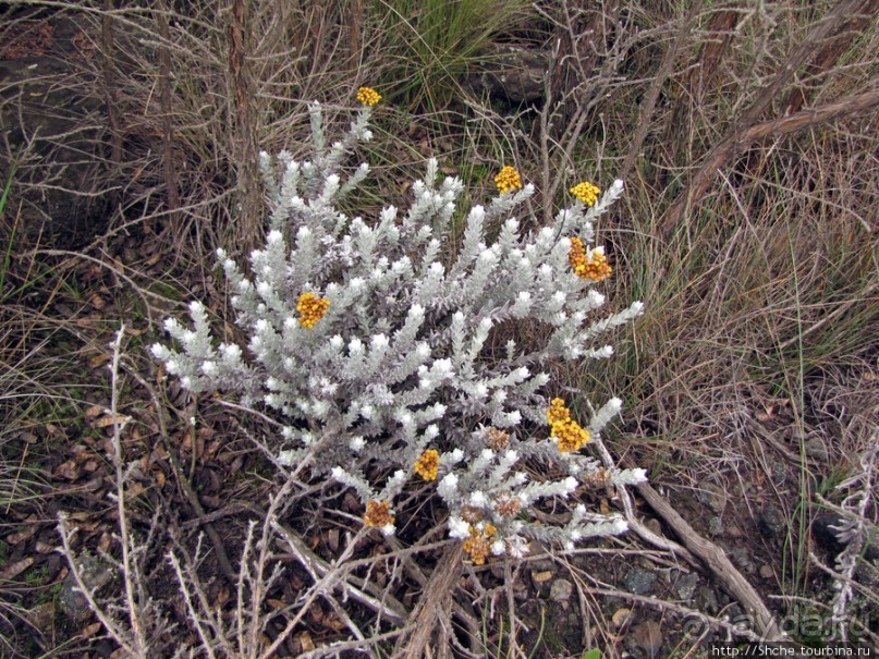 Знакомьтесь- Senesio kilimanjari. Природа Кили 2700-3720 м.