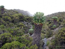 Знакомьтесь- Senesio kilimanjari. Природа Кили 2700-3720 м.