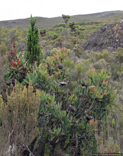 Знакомьтесь- Senesio kilimanjari. Природа Кили 2700-3720 м.