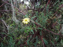 Знакомьтесь- Senesio kilimanjari. Природа Кили 2700-3720 м.