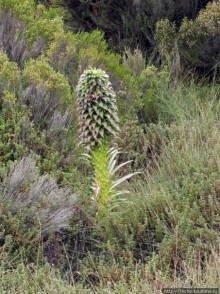 Знакомьтесь- Senesio kilimanjari. Природа Кили 2700-3720 м.