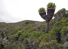 Знакомьтесь- Senesio kilimanjari. Природа Кили 2700-3720 м.