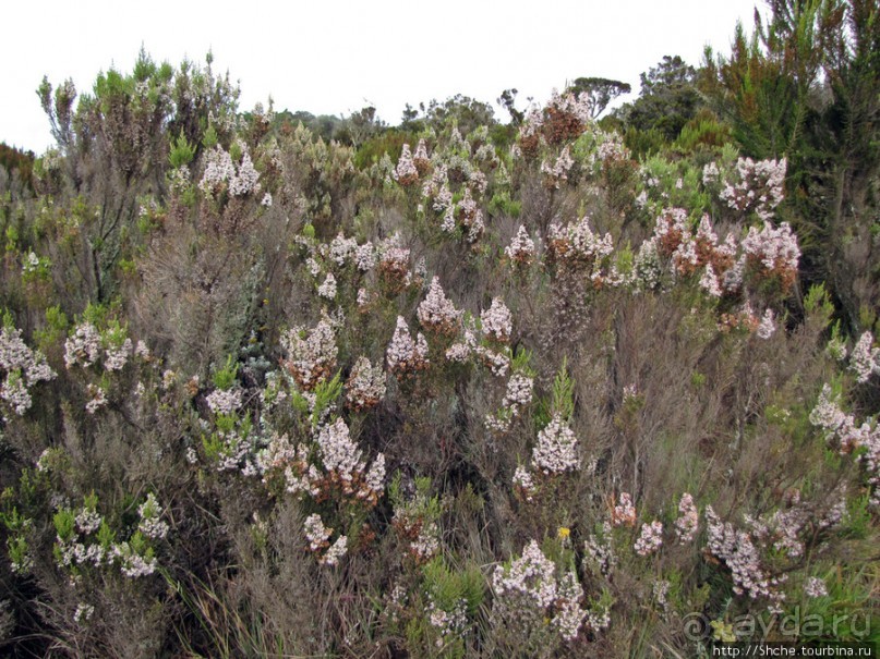 Знакомьтесь- Senesio kilimanjari. Природа Кили 2700-3720 м.