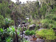 Знакомьтесь- Senesio kilimanjari. Природа Кили 2700-3720 м.