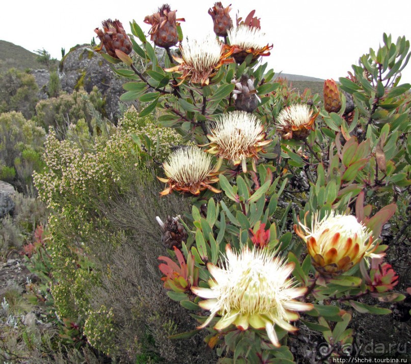 Знакомьтесь- Senesio kilimanjari. Природа Кили 2700-3720 м.