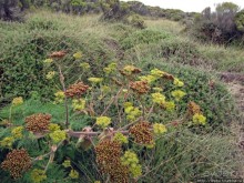 Знакомьтесь- Senesio kilimanjari. Природа Кили 2700-3720 м.