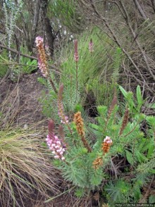 Знакомьтесь- Senesio kilimanjari. Природа Кили 2700-3720 м.