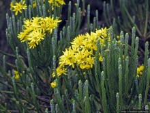 Знакомьтесь- Senesio kilimanjari. Природа Кили 2700-3720 м.