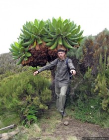 Знакомьтесь- Senesio kilimanjari. Природа Кили 2700-3720 м.