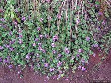 Знакомьтесь- Senesio kilimanjari. Природа Кили 2700-3720 м.